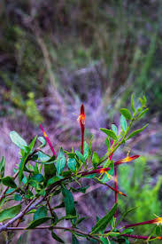 Image result for Isoglossa laxiflora