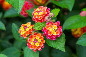 Lantana Camara Bonsai Bci