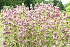 Check spelling or type a new query. Bee Balm Plant Monarda Varieties How To Grow And Care Plantopedia