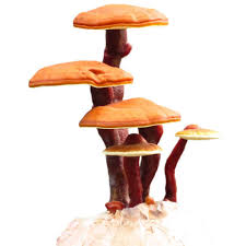 Image result for Ganoderma lucidum