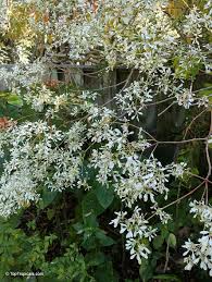 Image result for Euphorbia kilwana