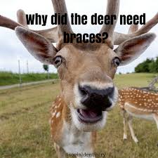 Why Did The Deer Need Braces Tellajokeday Source Http Www Jokes4us Com Peoplejokes Dentistjokes Dentistonelinersjokes Html Deer Deer Pictures Animals