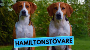 De hamilton stövare is een driekleurige, rechthoekige, goed gebouwde hond zonder overdrijving. Hamiltonstovare Hamilton Hound Top 10 Interesting Facts Youtube