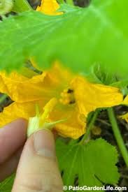 Image result for how to self pollinate cucumbers