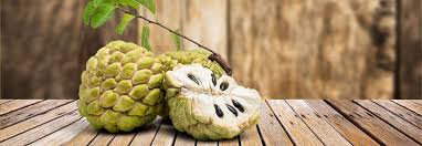 Wild cherimoyas show a very small temperature. Wir Stellen Vor Die Cherimoya Payback