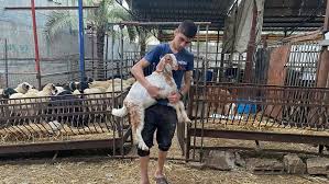 Pleasant goat and big big wolf. How Muslims Are Celebrating Eid Al Adha Amid Coronavirus Coronavirus Pandemic News Al Jazeera