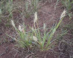 Image result for Enneapogon scoparius