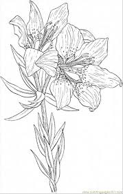 Lily Coloring Pages Free Printable Coloring Page Lily 21 Natural World Gt Flowers Flower Coloring Pages Coloring Pages Coloring Books