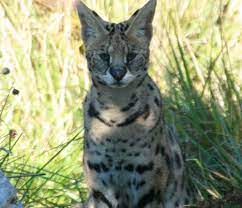 It is located a few miles south of cave junction, oregon, united states. Home Great Cats World Park