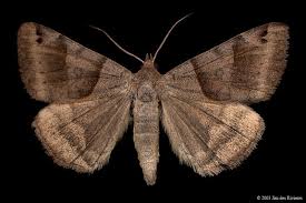 Black And White Spotted Moth Ontario Forage Looper Moth 8739 Caenurgina Erechtea Moth Moth Caterpillar Beautiful Butterflies