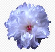 Its resolution is 1280x1144 and it is transparent background and png format. Download Tumblr Blue Flower Drawing Transparent Blue Peony Blue Flowers Transparent Background Png Free Transparent Png Images Pngaaa Com