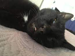 Is He Playing Dead Or Something Cat Photo Cat Pics Cats