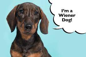 Dachshund puppy information dachshund breeders teacup dachs. How Do You Pronounce The Word Dachshund I Love Dachshunds