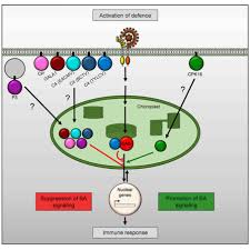 Modern photosynthesis in plants and most photosynthetic prokaryotes is oxygenic. Plantae More Than Photosynthesis The Chloroplast S Role In Plant Cell Defense Pathways Cell Plantae