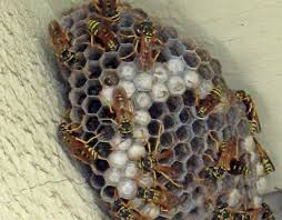 How do you exterminate wasps safely? Need To Remove A Wasp Nest Here S The Safest Way