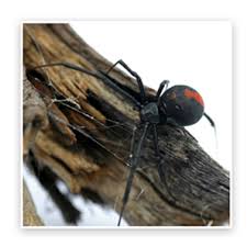 .pest management qld brisbane queensland pest control qld brisbane smartbuilt brisbane pty ltd qld brisbane stevie redback pest control p/l. Redback Pest Control Skippy Pest Control