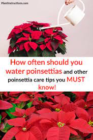 How Often Do You Water Poinsettias And Other Poinsettia Plant Care Tips Poinsettia Plant Plant Care Poinsettia Care