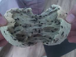 Sekarang aku makan produk keluaran sendiri laaa, heheh! Pin On Recipes To Try Sweet