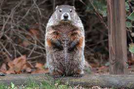 Image result for woodchuck