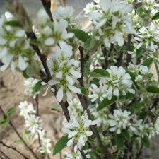 Image result for Amelanchier ovalis
