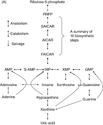 Nucleic Acid Metabolism An Overview Sciencedirect Topics