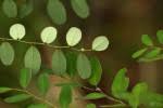 Image result for Phyllanthus hutchinsonianus