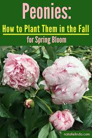 How To Plant And Care For Peonies Natalie Linda Peony Care Growing Peonies Peony Bulbs