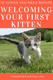 12 Essentials For The First Time Cat Owner Finding Sea Turtles First Time Cat Owner Cat Training Cats