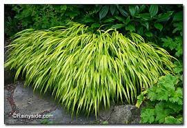 Hakonechloa Macra Aureola Japanese Forest Grass Tuin Gras Shade Garden Siergrassen