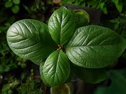 Image result for Mitragyna stipulosa