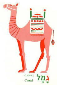 The arabian camel only has one hump. Camels One Hump Or Two