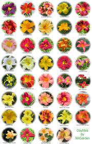 Best companion plants for cucumbers apr 7, 2021 by: Types Of Flowers Drawing With Names Novocom Top