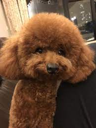 mini poodle