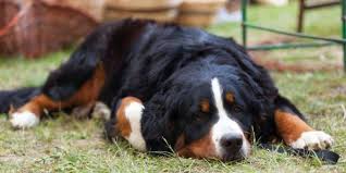Bernese mountain dogs originate from switzerland, specifically the swiss alps, and are a cross a lazy bernese mountain dog lying while eating. Big Lovable Goofball Is A Bernese Mountain Dog Right For You K9 Web