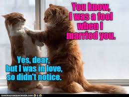 Love Is Blind Cats Funny Cats Cat Love