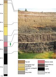 Image result for Syzygium rowlandii