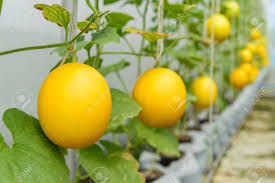 Jun 26, 2021 · (gambar ap) jakarta: Fresh Golden Melon In Farm Stock Photo Picture And Royalty Free Image Image 133107446