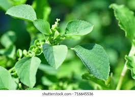 Image result for Acalypha fruticosa
