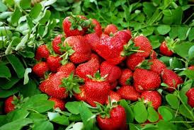 Strawberries need full sun to produce maximum fruit. Growing Strawberries In Gutters Diy Idea æ‰­æ‰­ Garden Manage Gfinger Is The Best Garden Manage App