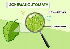 They allow gas carbon dioxide to pass into the leaf. Free Stomata Vectors 20 Images In Ai Eps Format