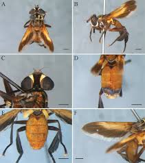 Image result for Terminalia trichopoda