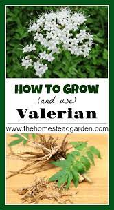 How To Grow And Use Valerian Gardening For Beginners Types Of Herbs Herbs