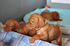 Angel taught us so much about the breed, which developed into the love and dedication to vizslas. 20 Things Only Vizsla Owners Would Understand