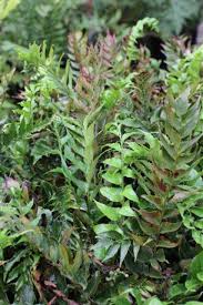 Image result for Combretum falcatum