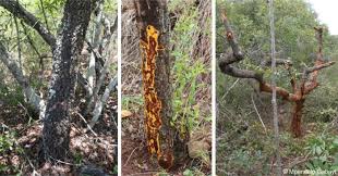 Image result for Brackenridgea