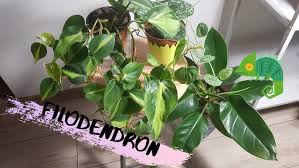 Image result for Filodendron Philodendron