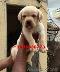 Bringing a labrador into your life is a very big decision. Page 2 Netaji Subhash Chandra Bose Military School S No 200 1 B Phulgaon Pune 412216 In Pune