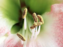 Stamen Flowers Flower Stamen Flower Planters