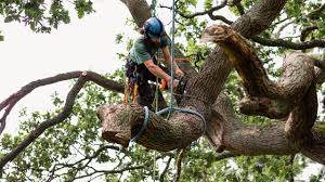 Does Homeowners Insurance Cover Tree Removal? | Bankrate
