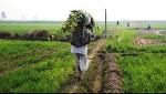 Centre's Move Farmers, Steep Hike